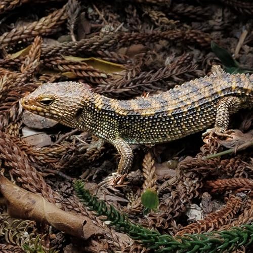 E22 - Between a rock and a dry place