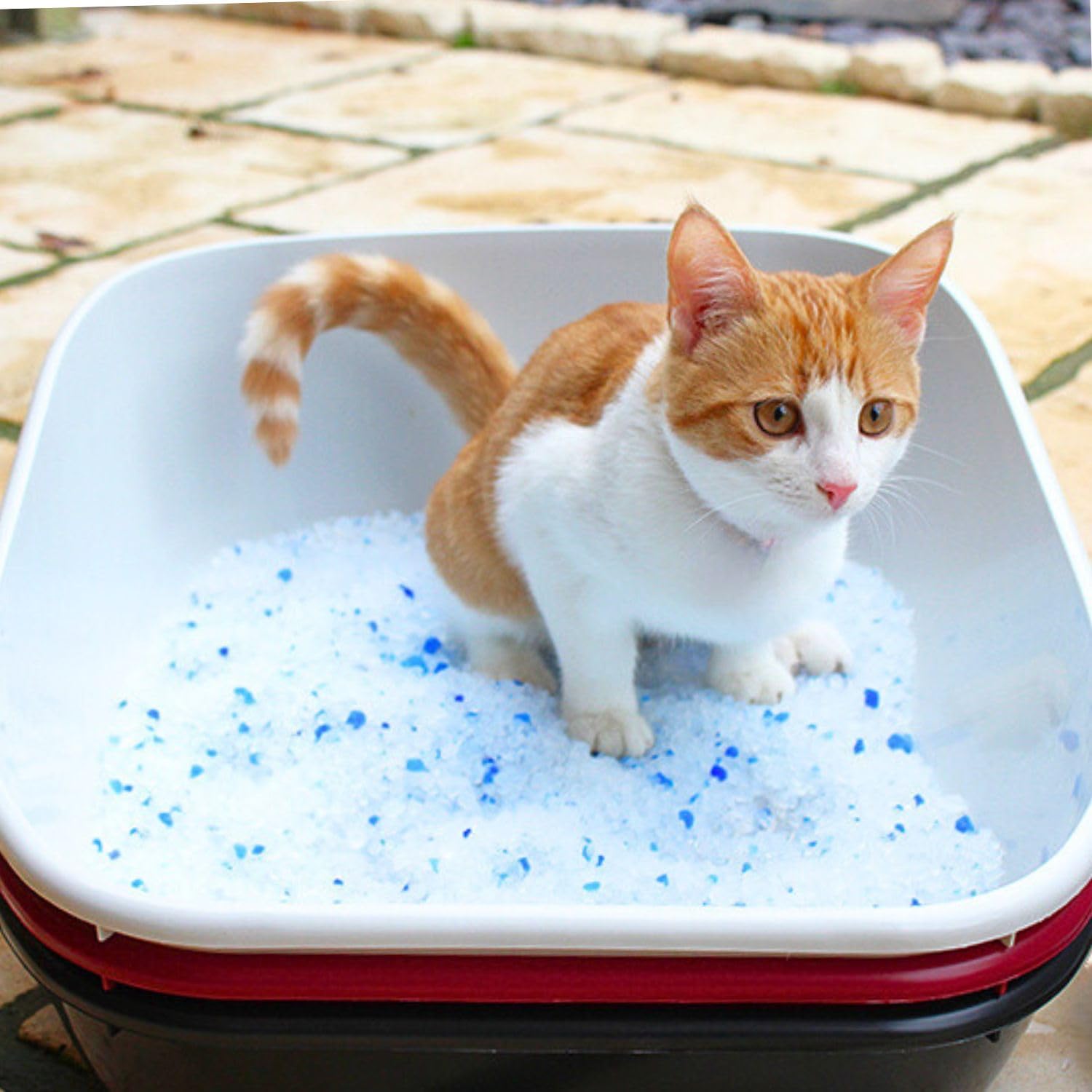 Lettiera Per Gatti In Silicio Gel Diamantato, Confezione Risparmio Maxi Formato 6L x 6 Pack, Lettiera Gatto, Lettiera Per Cani, Lettiera Silicio, Antiodore Di Lunga Durata (36 Litri)