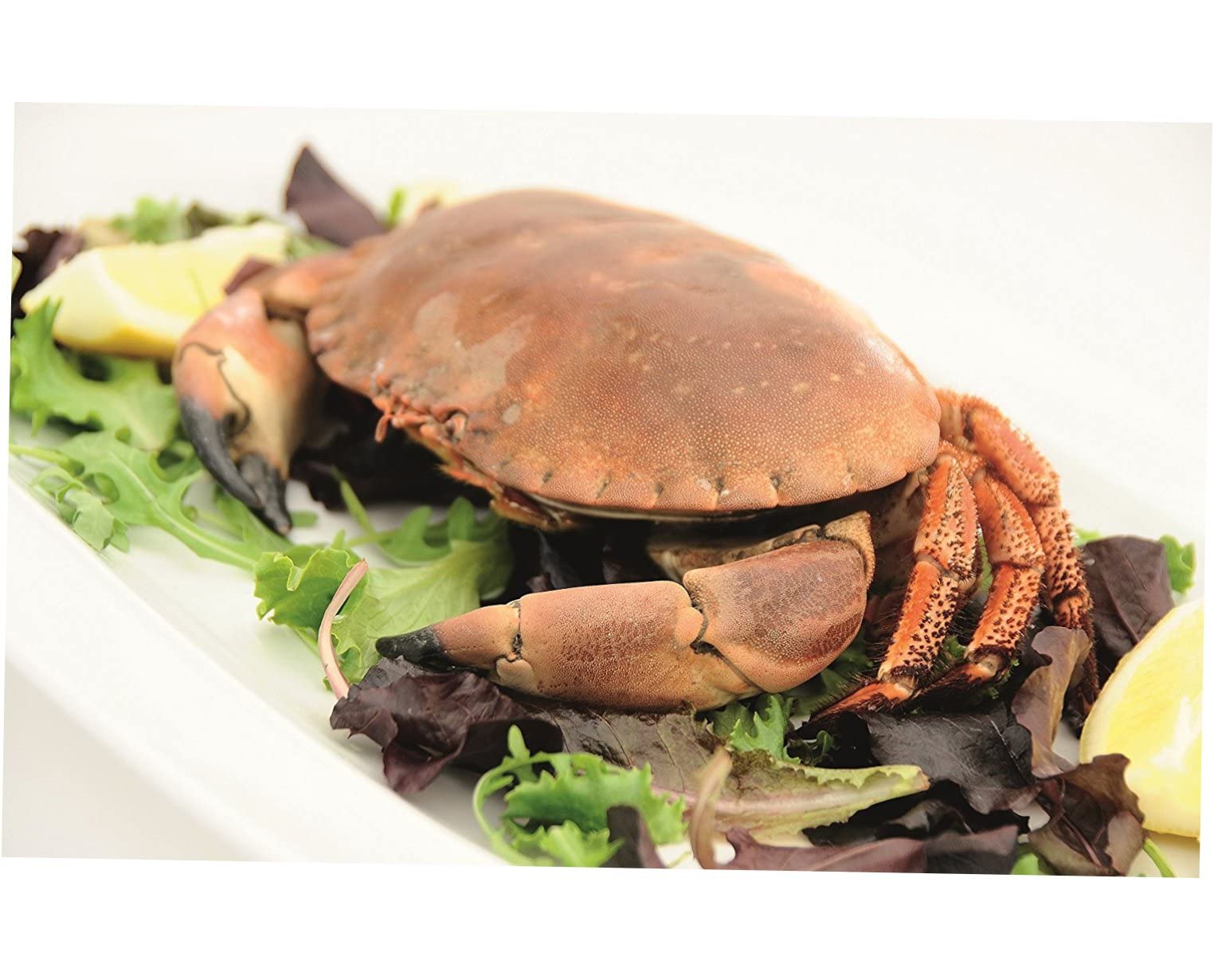 Gatuida Ensemble D’Outils pour Fruits De Mer Casse-Noisette Et Ouvre-Homard en Alliage De Zinc Robuste Et Fourchettes INOX 12 Pièces, La Cuisine Et Dégustation Crustacés, 6 Casse-Noix 6 Fourchettes
