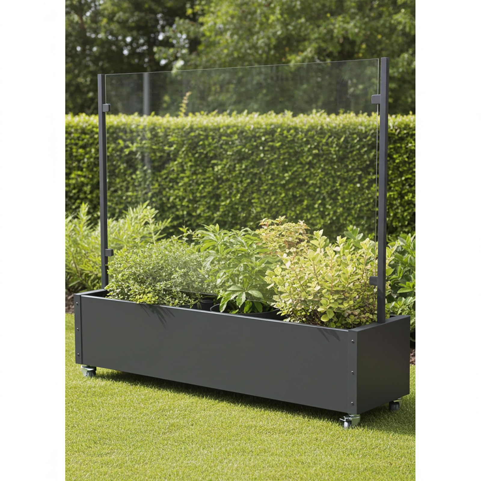 Windschutz mit Pflanzkasten 196 cm mobil mit 4 Rollen – Glas Sichtschutz Terrasse Balkon Garten – Aluminium anthrazit – wetterfest & UV-beständig – moderner Raumteiler Outdoor (Scheibe transparent)