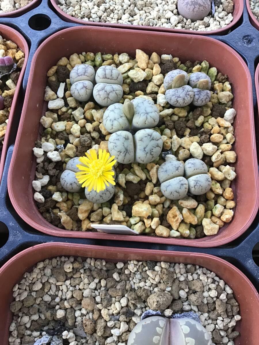 Amazon.co.jp: 種子30粒 C188 リトープス 雲映玉 Lithops werneri