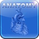 Human Anatomy - Internal Organs and Vessels