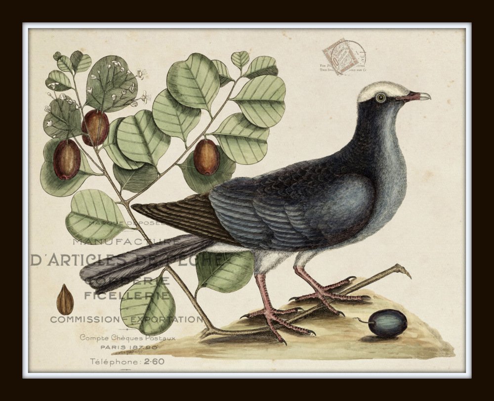 アート・デザイン・音楽 CLASSIC NATURAL HISTORY PRINTS BIRDS アート・デザイン・音楽 CLASSIC NATURAL HISTORY PRINTS BIRDS