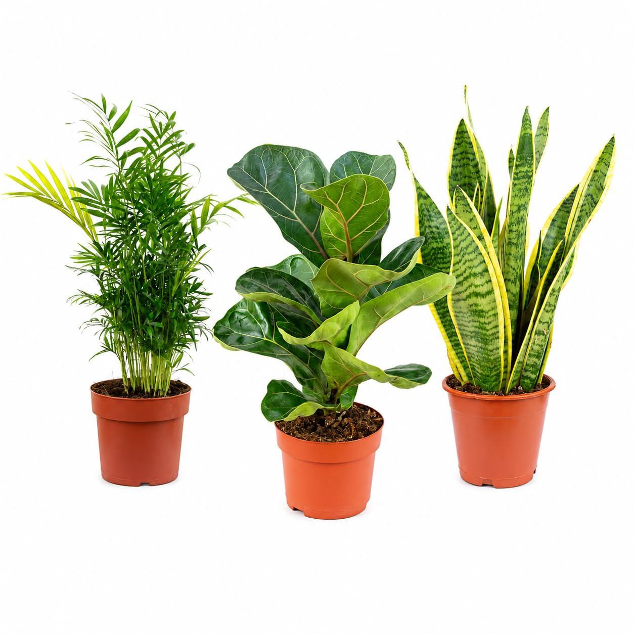 3er-Set pflegeleichte Zimmerpflanzen Premium - pflegeleichte Zimmerpflanze,  Bergpalme, Geigenfeige, Bogenhanf - Hhe ca. 40 cm, Topf- 12 cm :  Amazon.de: Garten