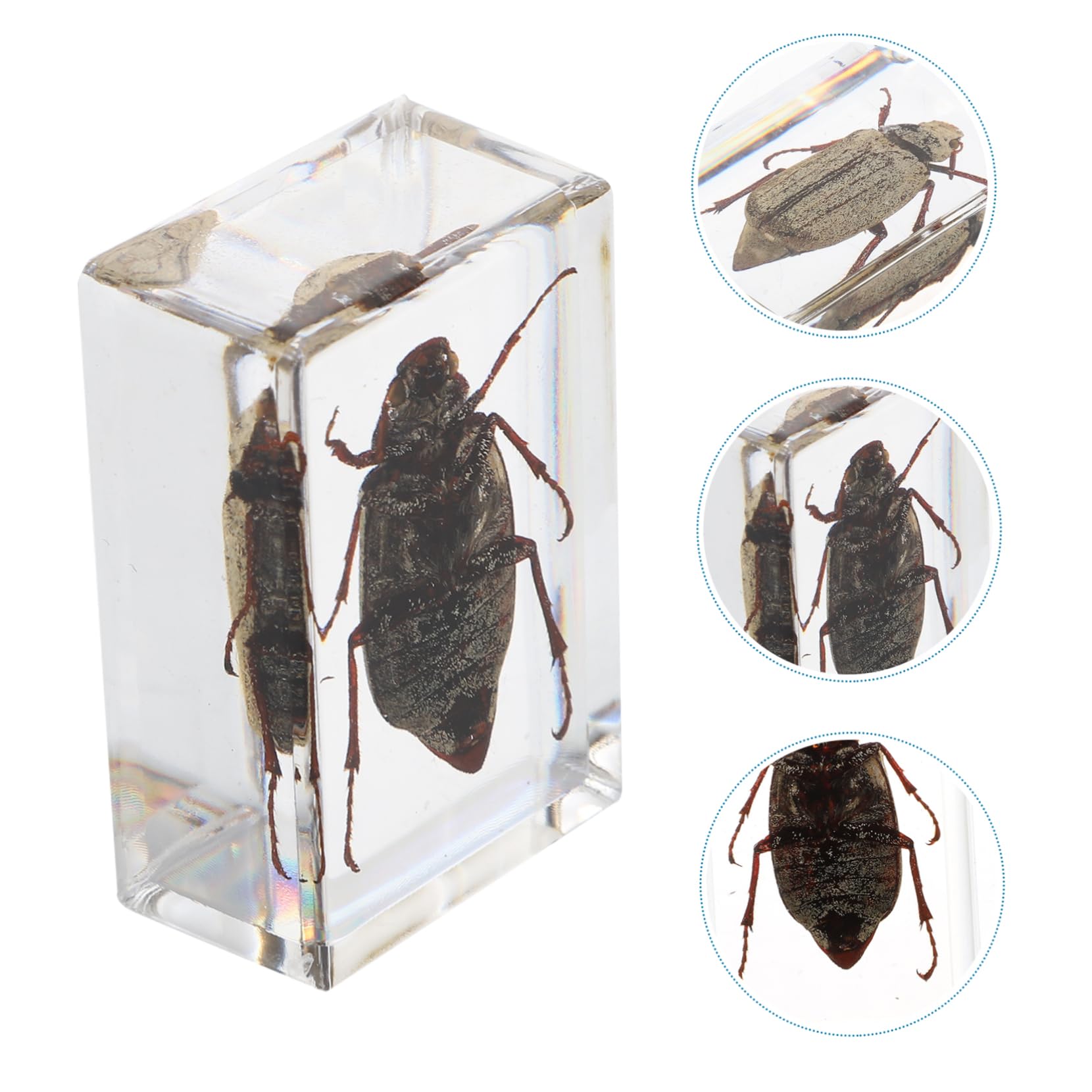 PartyKindom 1 Pc Science Education Resin Specimen Cockchafer Amber Samples Beautiful Science Kit for Boys and Girls Present