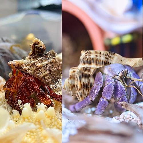 5Pcs Large Hermit Crab Shells Natural Sea Conch Size: 3"-4.5" Turbo Seashells for Hermit Crab Supplies Hermit Crab House for Décor No Paint or Dye