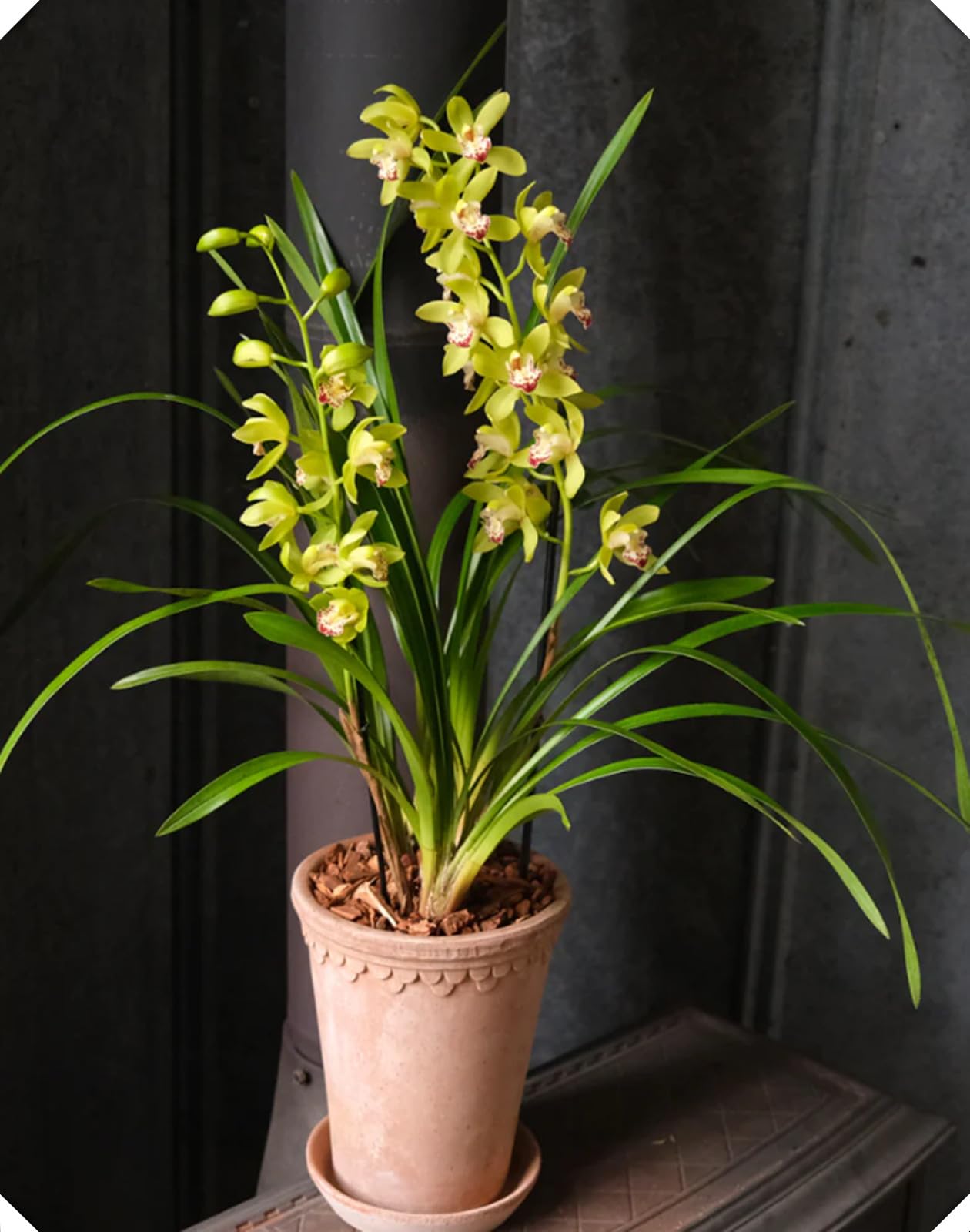 Cymbidium Bulbs for Planting,Cymbidium Tubers UK,Excellent Display Indoor Perennial Balcony Garden Bulbs,Cymbidium Bulbs Mix,Flowering Rhizome-15bulbs-C