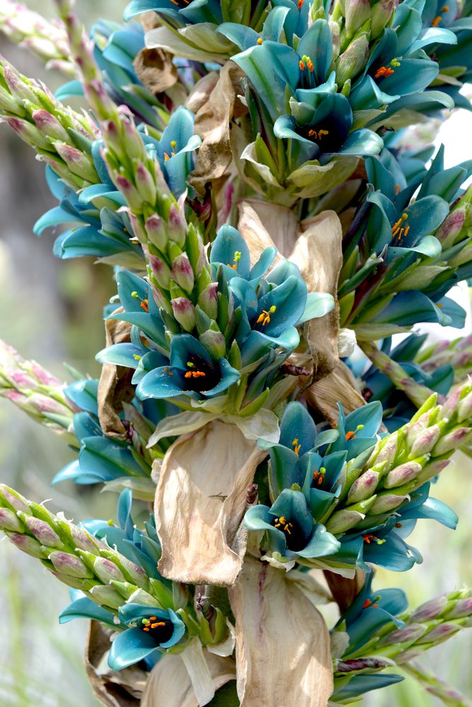 Puya Alpestris, Sapphire Tower Seeds
