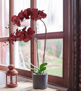 41.3in Orchids Artificial Flowers Faux Orchid 6PCS Velvet Silk Orchids that Look Real Long Stem Artificial Flowers for Tall Vase for Home Wedding Party Fall Décor (Burgundy)