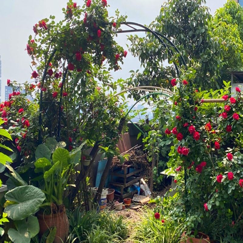 Arco de hierro resistente al óxido de 71 pulgadas para enrejado de jardín 3