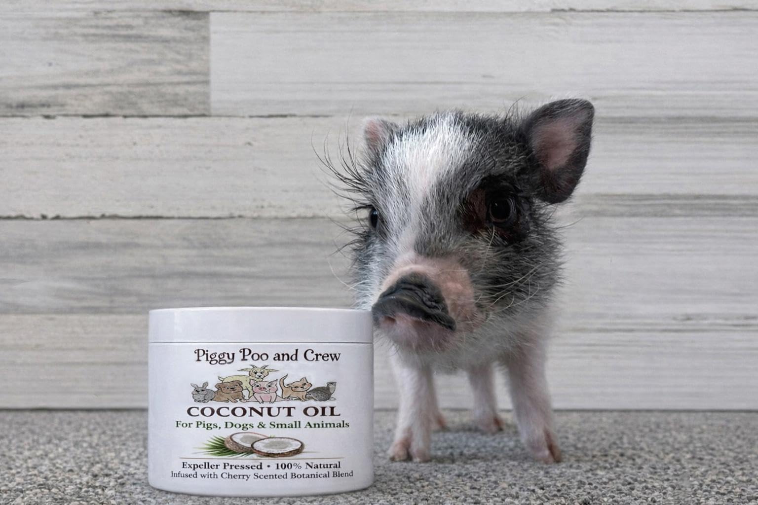 Piggy Poo and Crew Coconut Oil for Pets โ Natural Cherry Scent, Botanical Infusion, Skin & Coat Moisturizer for Pigs, Dogs & Small Animals