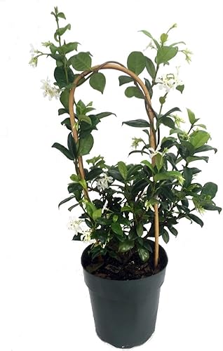 Planta de jazmĂn Confederate Star Maceta de 60in Vid extremadamente fragante Planta de jazmĂn Confederate Star Maceta de 60in Vid extremadamente fragante