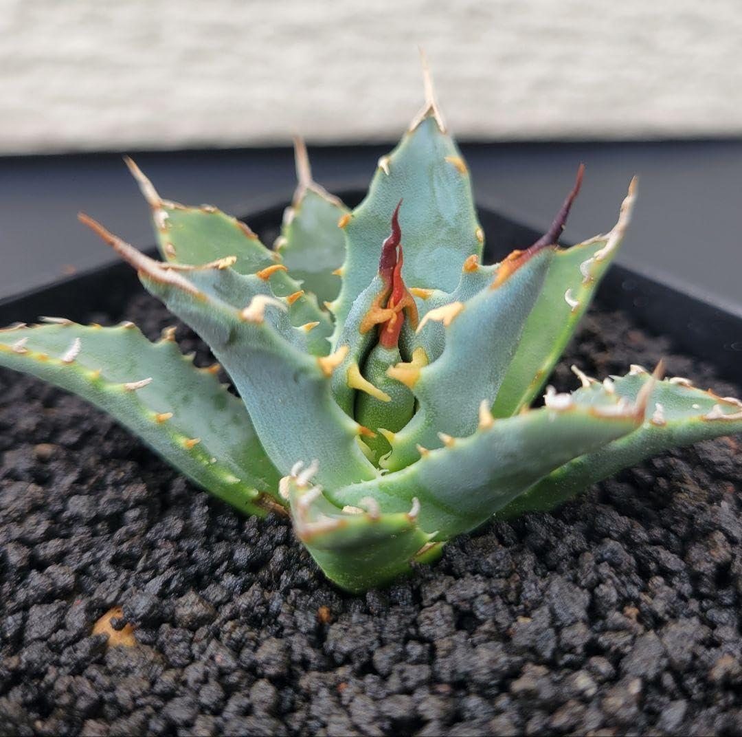Amazon｜アガベ エボリスピナ 陽炎 No.A4｜観葉植物 オンライン通販