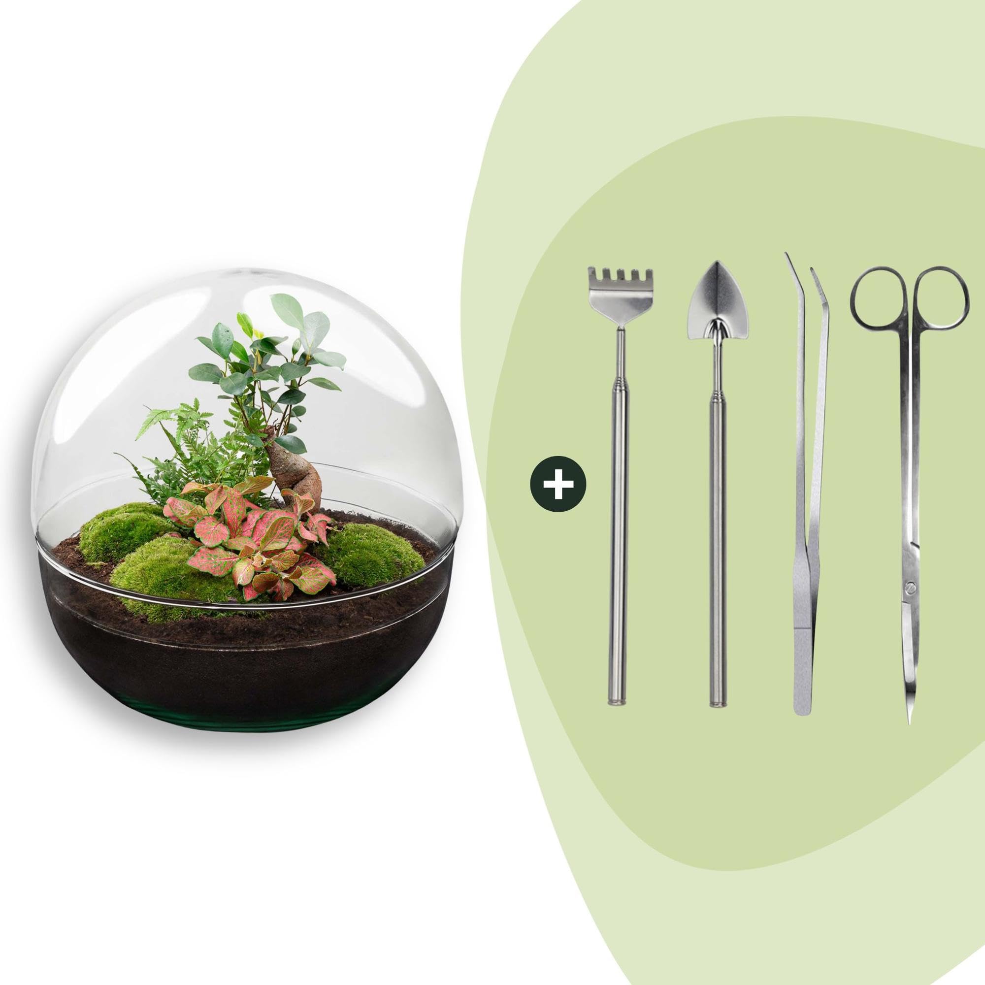 Terrario per Piante Fai da Te in Vetro, Decorazione Casa, Verde, Set 30 cm