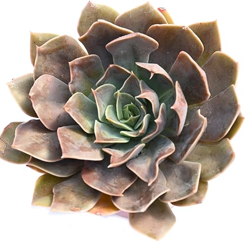 Miniatura 2 de Planta suculenta Echeveria viva - Suculenta Echeveria de 4 pulgadas totalmente arraigada (Echeveria Rob Royce)