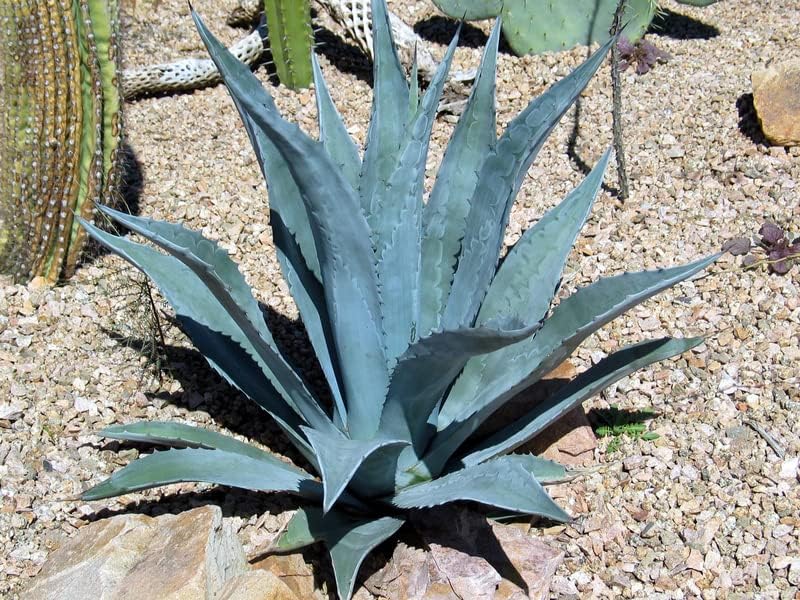 UGALOO® Live Plants Nursery Garden Agave americana, Century Plant - Succulent Plant (Plant Pack of 1 Agave americana Plant) (B0CBGBHZK5) Amazon Price History, Amazon Price Tracker