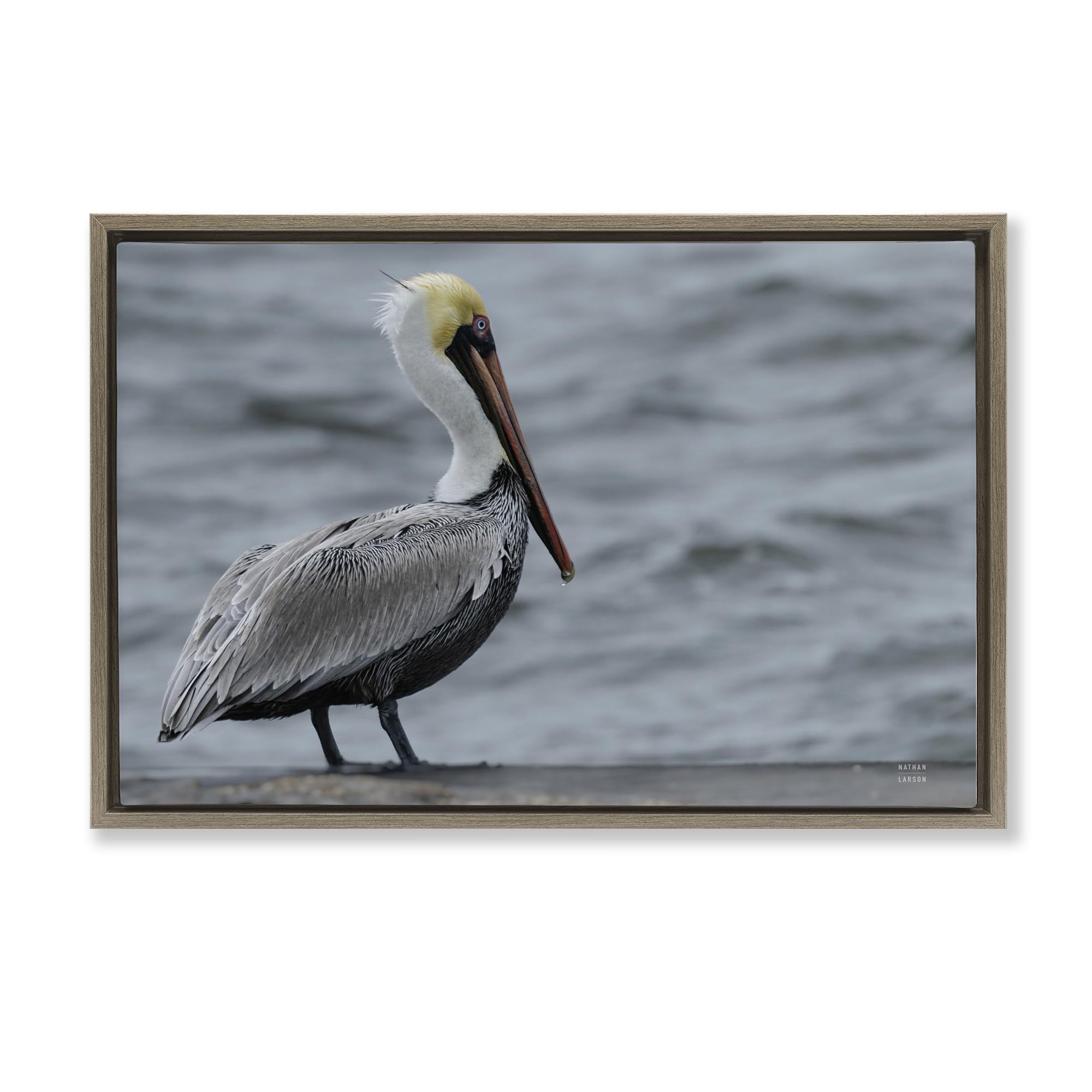 Stupell Industries 'Pelican Watch Photography', Floating Frame Canvas Art, Brown, 31 x 21