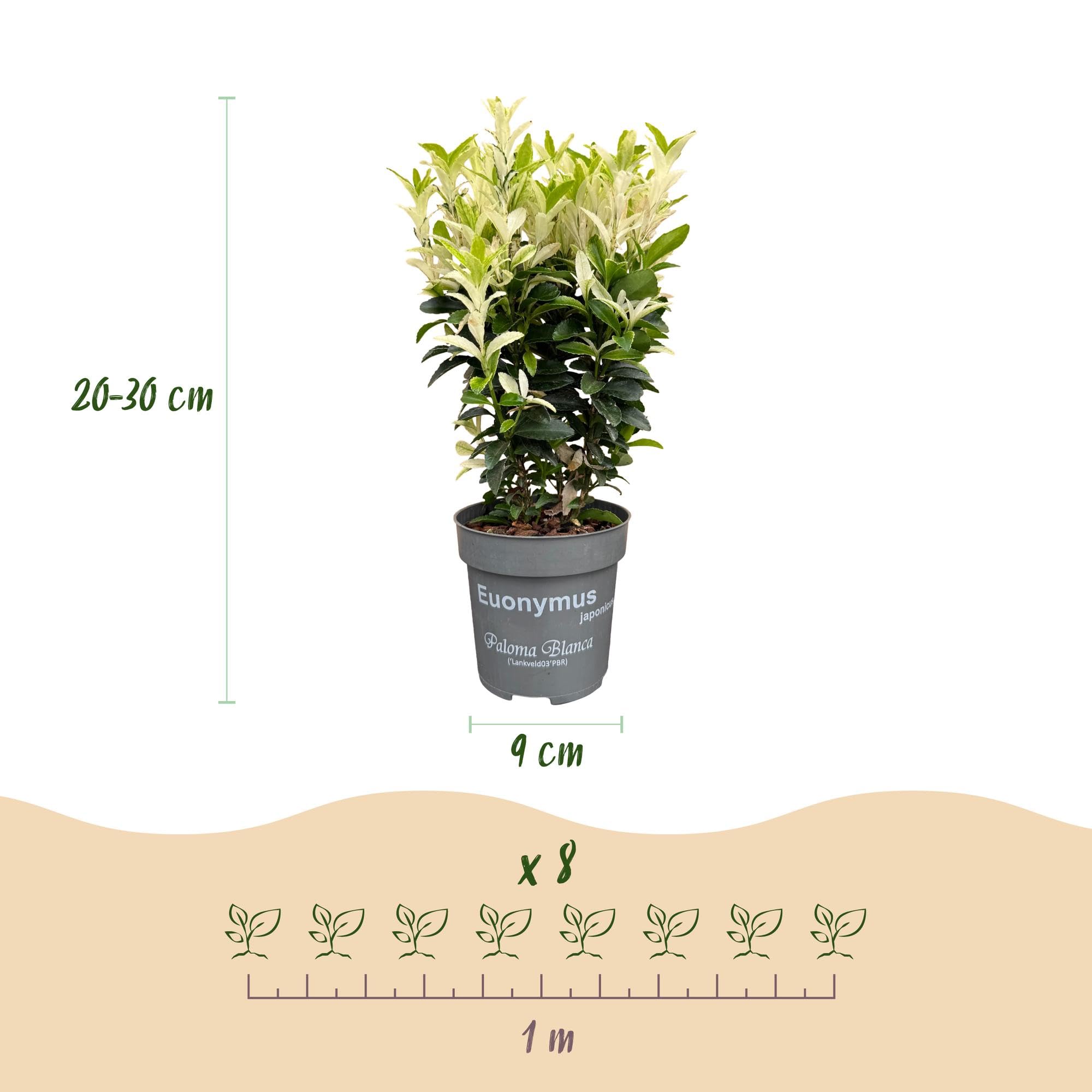 Evónimo Paloma Blanca para Setos, Jardín, Verde y Blanco, Pack de 40