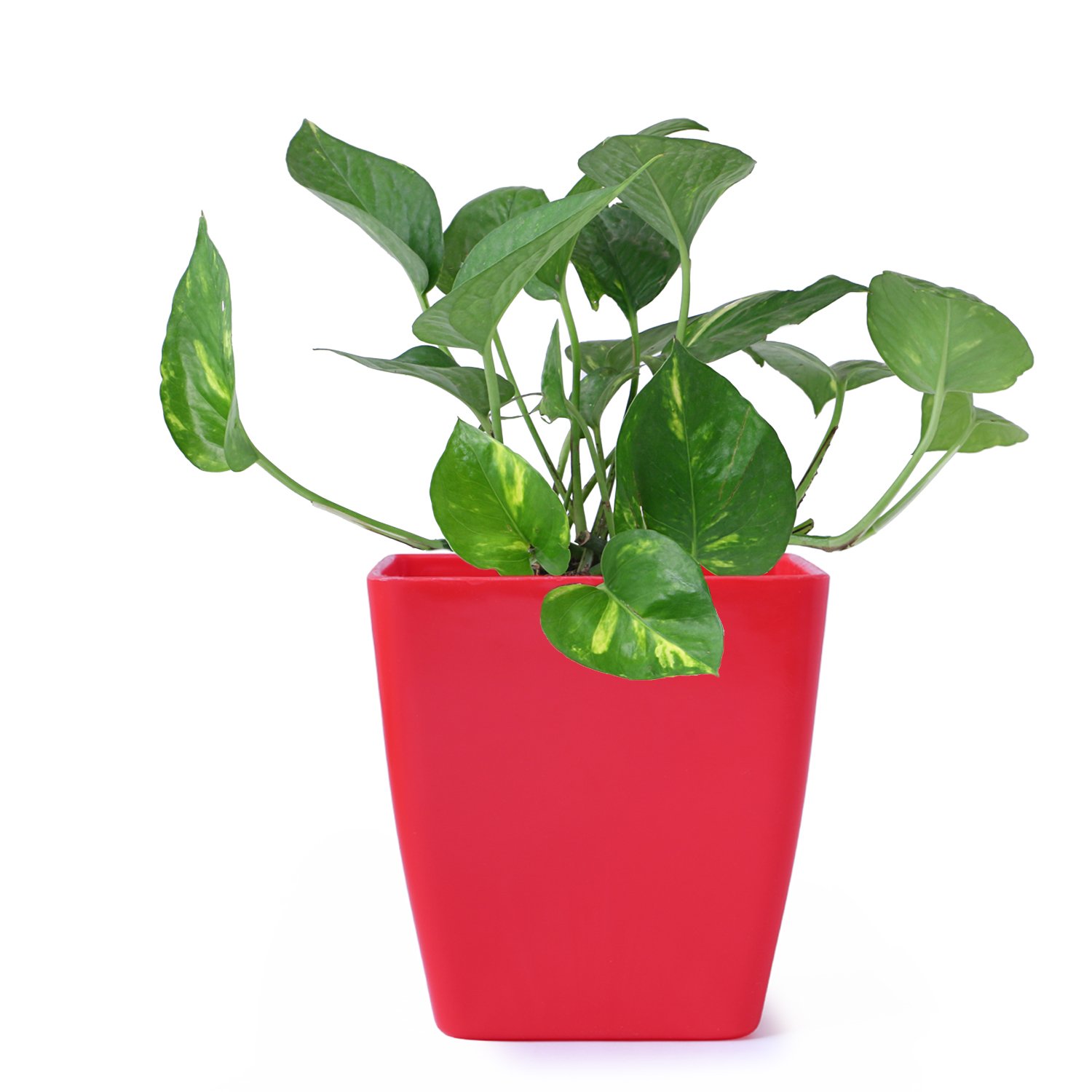 Big Green Money Plant available in 5 different pots(Green, Red, White, Yellow & Blue) (B076PRKT2S) Amazon Price History, Amazon Price Tracker