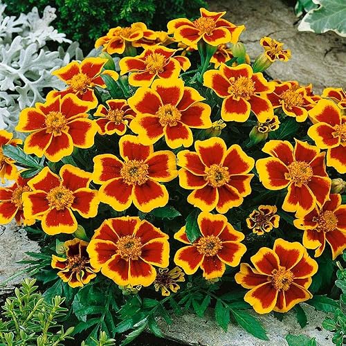 Miniatura 7 de Outsidepride 500 semillas anuales Tagetes Patula francesa caléndula delicadas flores de jardín Marietta para plantar