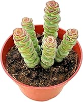 Vista 28 de Suculentas vivas Sedum Adolphi 'Firestorm' (10 cm), plantas suculentas totalmente enraizadas en macetas con tierra, planta de interior de fácil