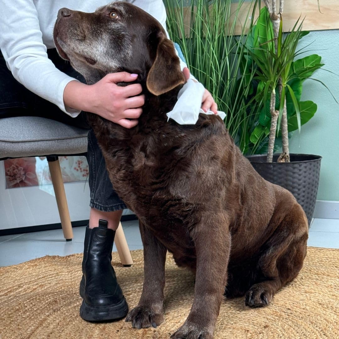 Inodorina Salviette per Cani, Gatti e Cuccioli Everyday (12 Confezioni da 40 Pezzi, Acqua di Rose) – Salviettine per Animali in Tessuto Resistente con Odor Stop – Azione idratante ed emolliente