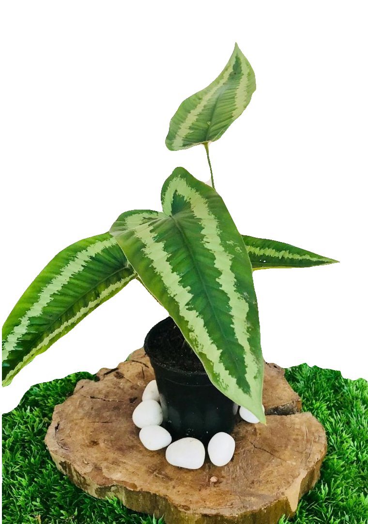 The Four Seasons Homalomena Sulcata Natural Live Plant in Pot (B07BWDBTYM) Amazon Price History, Amazon Price Tracker