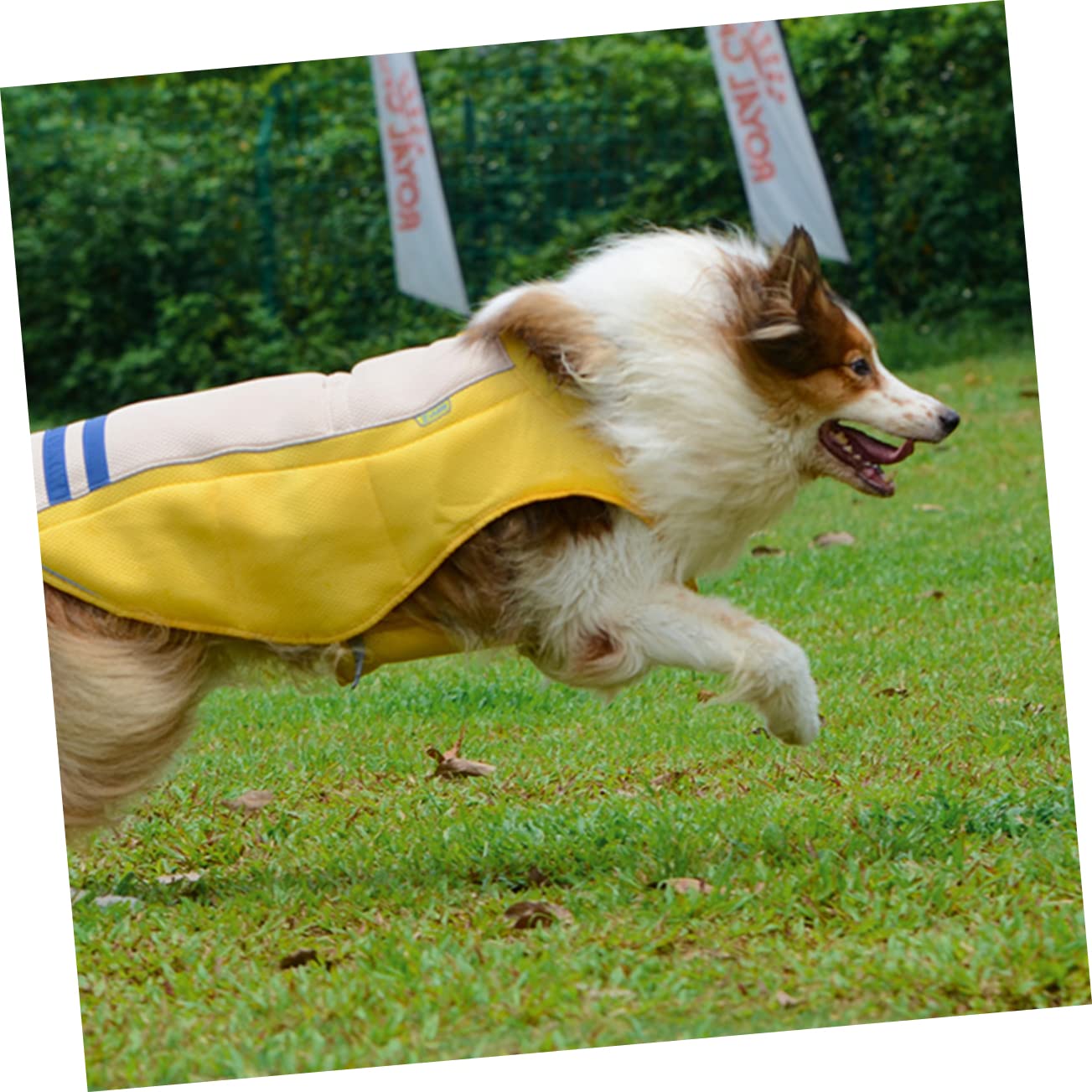 BESPORTBLE Gilet Rinfrescante Cane per Prevenire Colpo di Calore