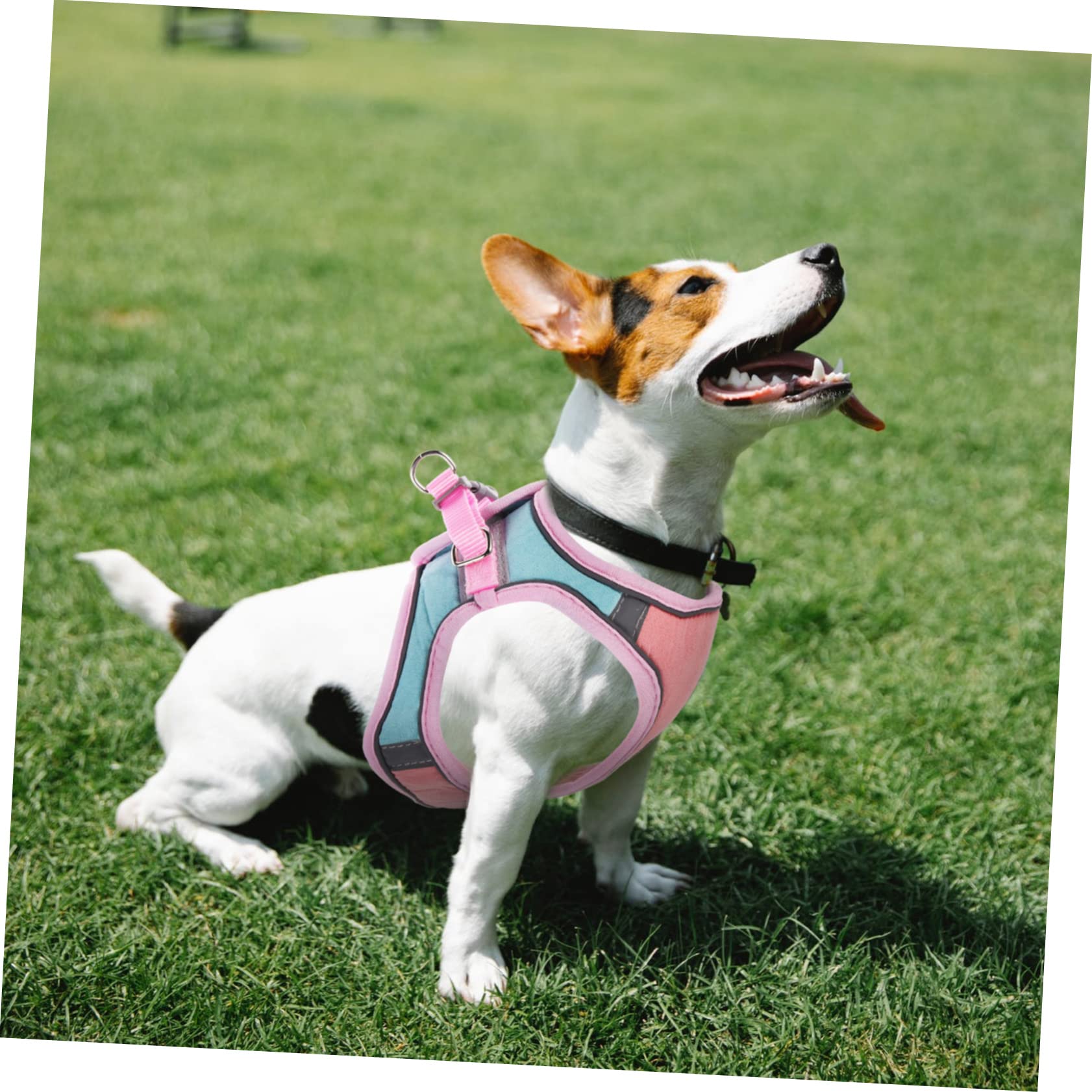 Mipcase 5ensembles Réfléchissant pour Chat avec Laisse pour Promenade Extérieure Sécurité Et Confort pour Votre Animal Design Léger Et De Type Gilet pour Chats Et Chiens