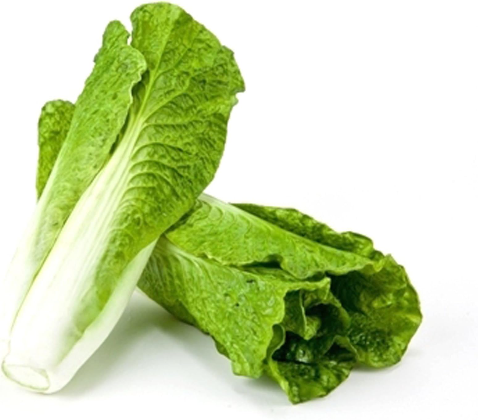 Romaine Lettuce, Artificial Fake Food, 2 Pack