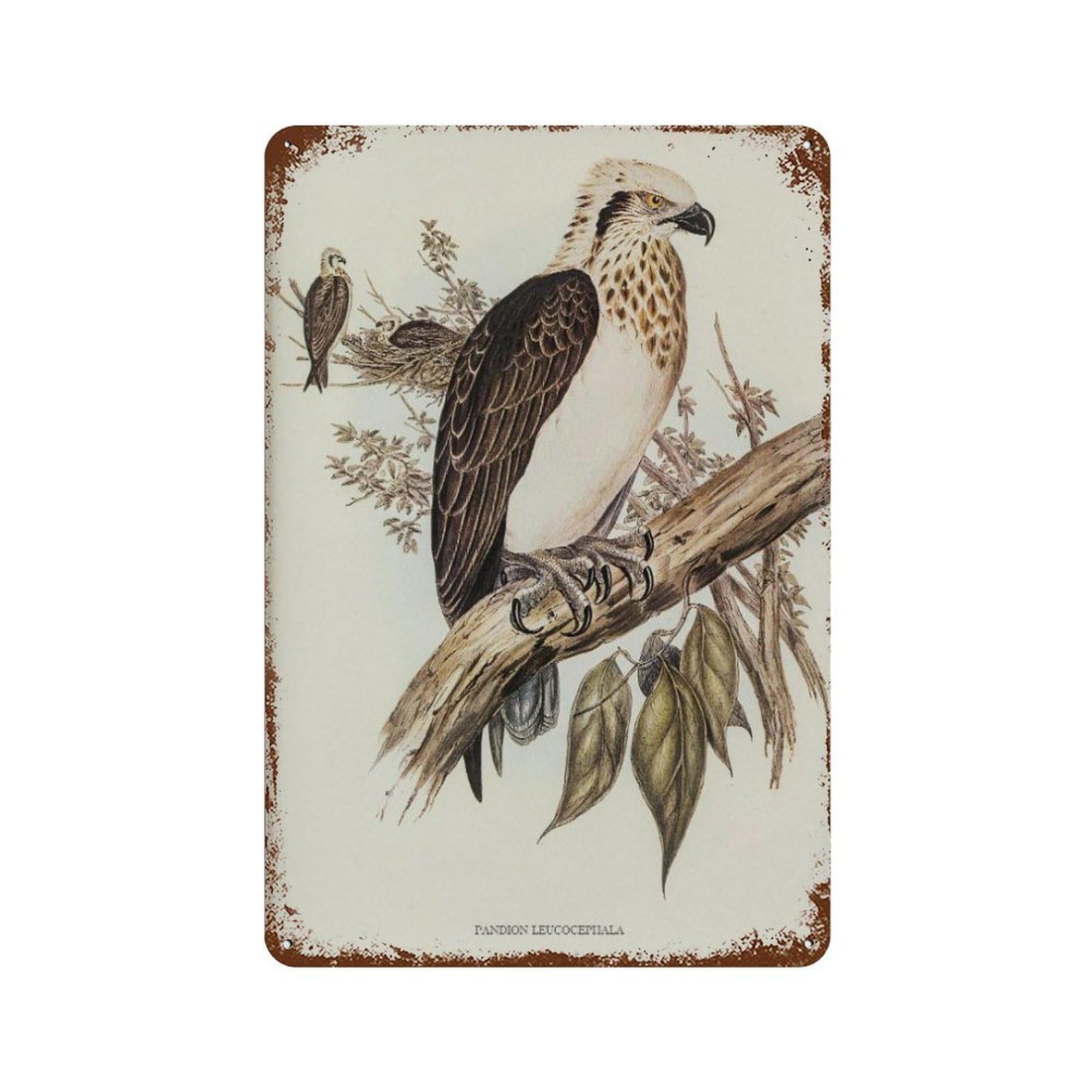 xiaoxiaoshen Vintage Eagle Illustration Bird Wall Decor Art Metal Tin Poster Modern Home Decor Art Home Bar Shop Decorations Vintage Sign 30x20cm