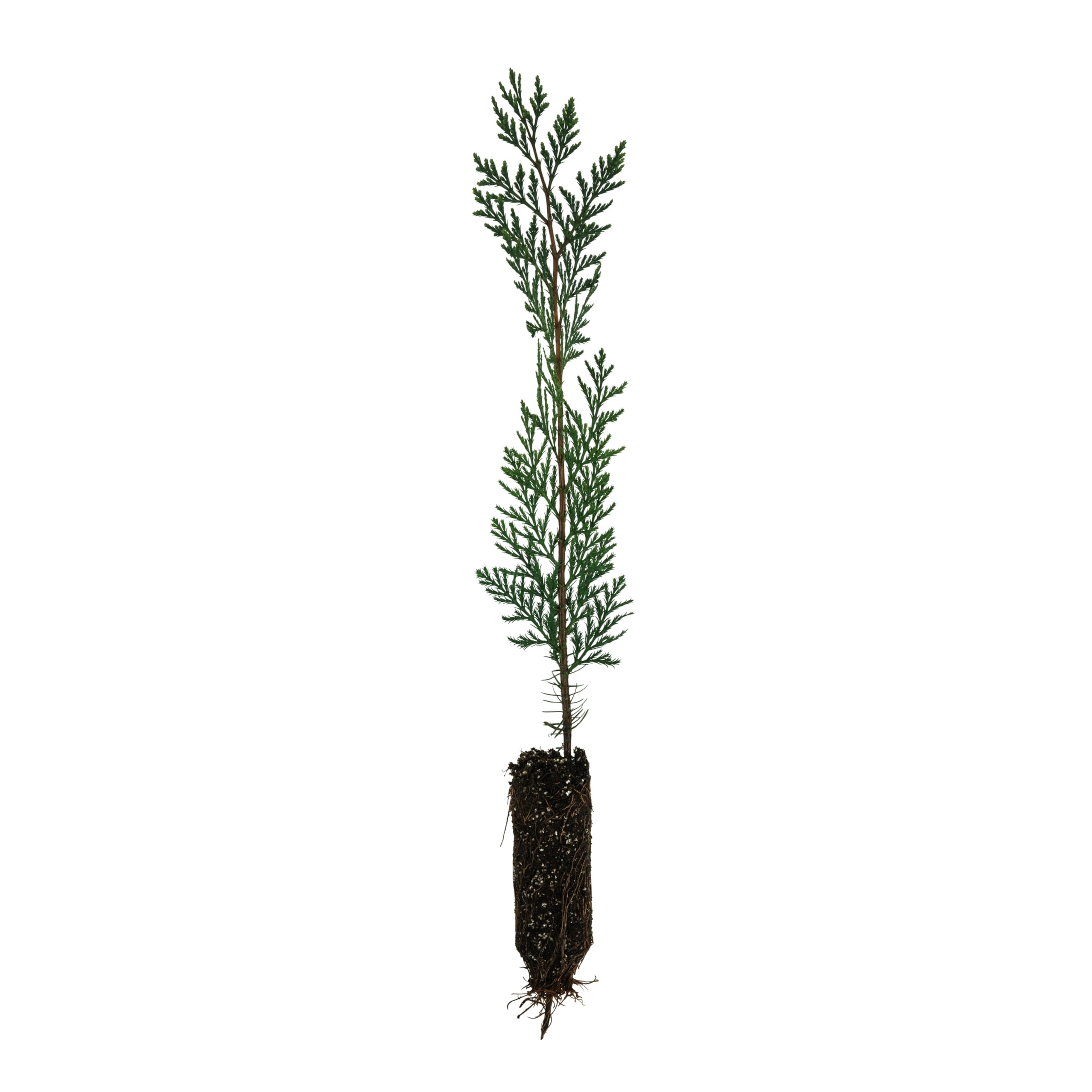 Incense Cedar