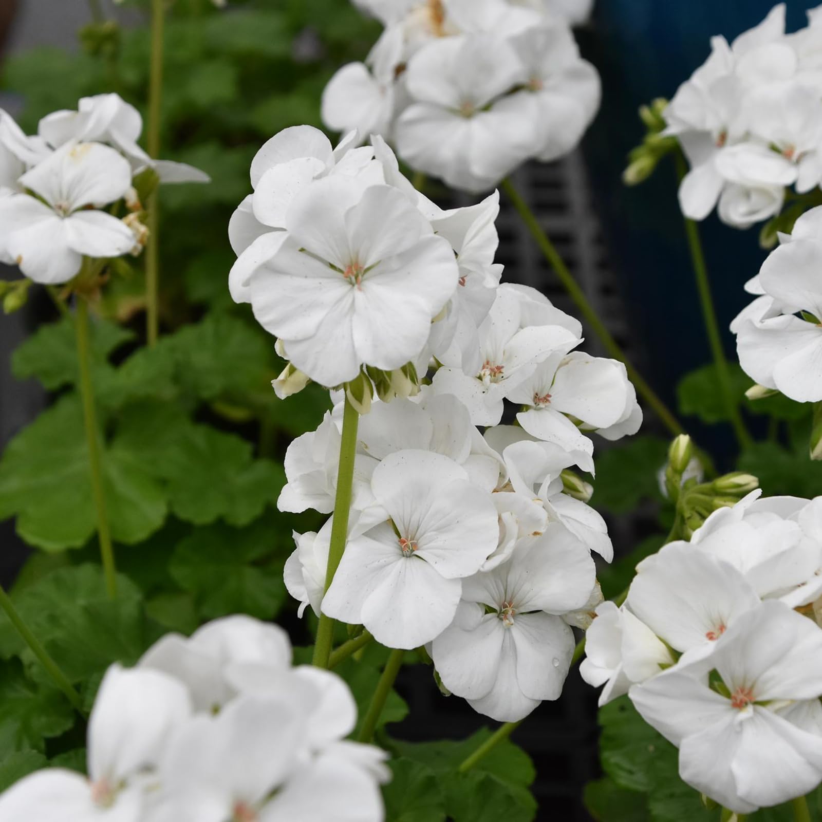Carbeth Plants Geranium Zonal White Bedding Plants 1 x 6 Pack - Garden Ready Summer Flowering Pelargoniums - Easy to Grow & Drought Tolerant Blooms for Pots, Borders & Hanging Baskets