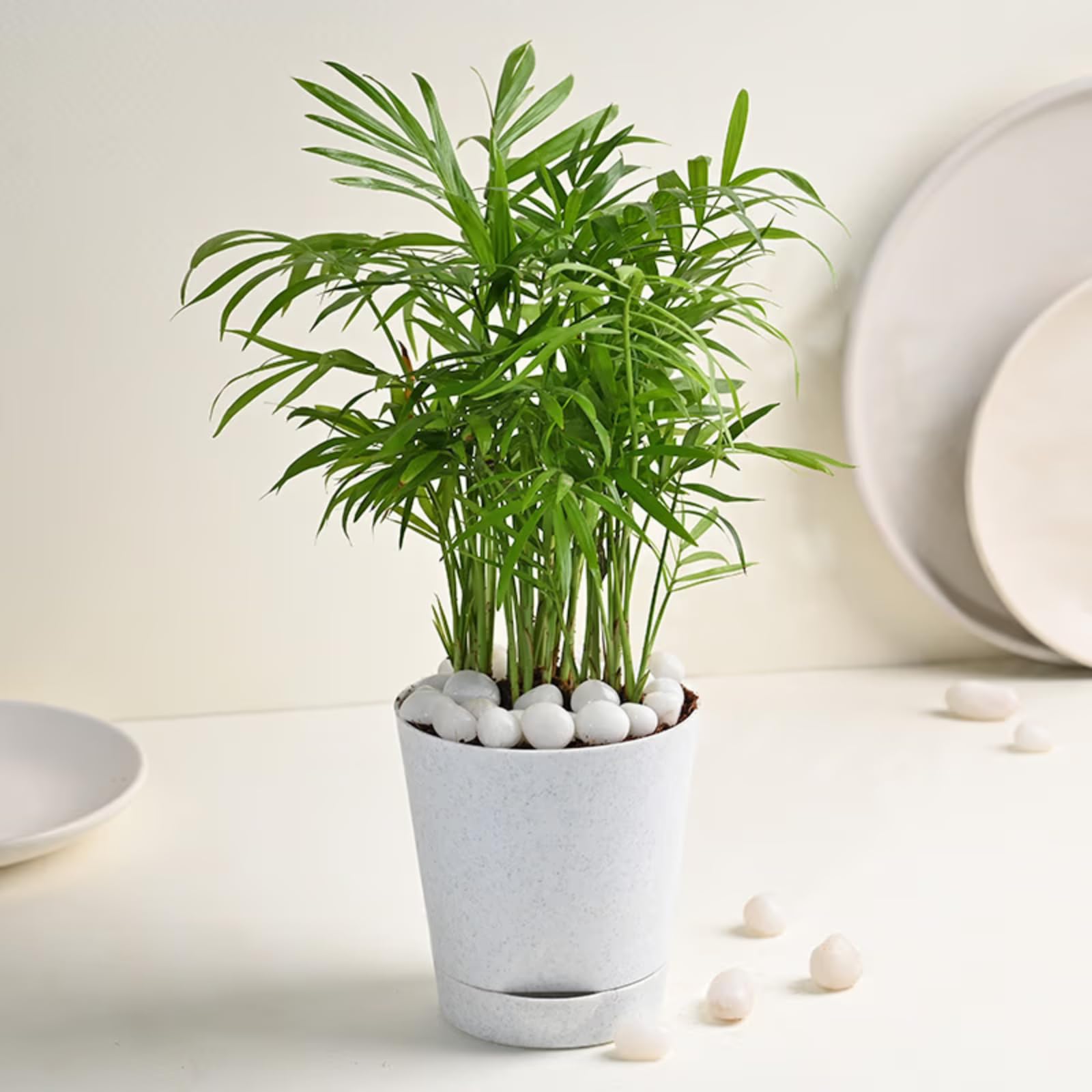 FlowerAura Air Purifying Chamandorea Palm Live Indoor Plant In Plastic Pot For Office/Home Decor & For Birthday Gift, Anniversary Gift, Diwali Gift, Holi Gift, Mothers Day Gift (Same Day Delivery) (B0D2LHBHXH) Amazon Price History, Amazon Price Tracker