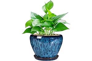 Ceramic Elegance: 6" Modern Glaze Succulent Planter