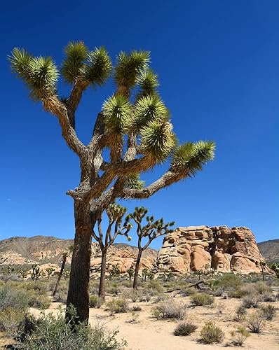 Miniatura 2 de Semillas de palmera de yuca para plantar (10 semillas) - Árbol Joshua muy apreciado - Yucca brevifolia - Fabricado en EE. UU., Se envía desde Iowa