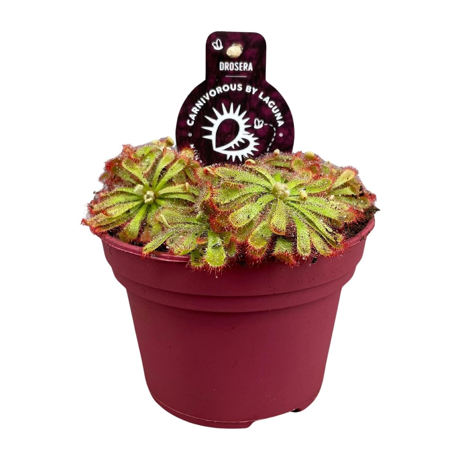 Pianta Carnivora Drosera Aliciae, Vaso Ø12cm, Altezza 12cm, Verde