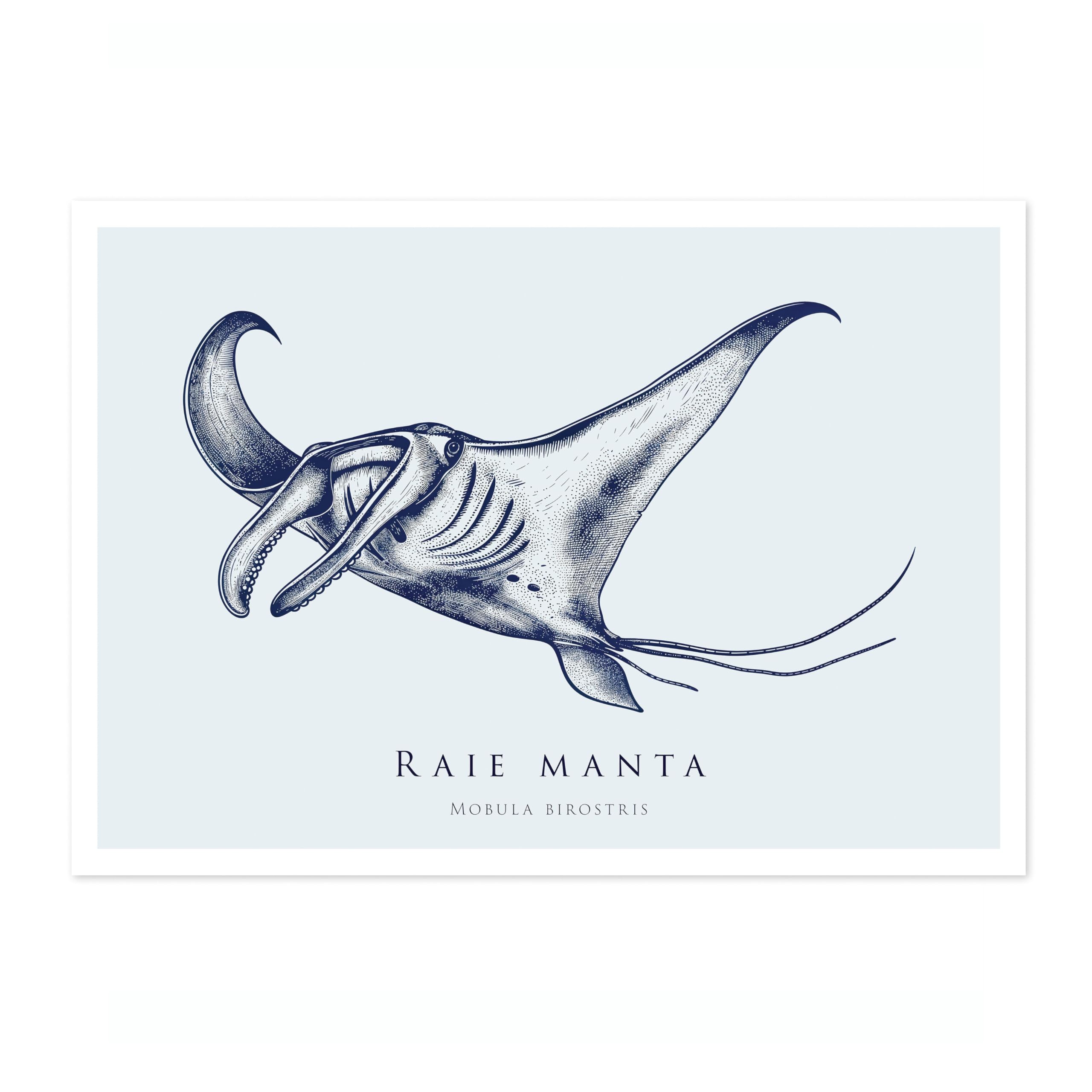 Animato Manta Ray Nautical Exhibition Art Print, Vintage Botanical Prints, Retro Sealife Oceanography Illustration Wall Art Pictures, Nature Bathroom Home Decor, A4 (Print Only) - 29.7x21cm — image 1