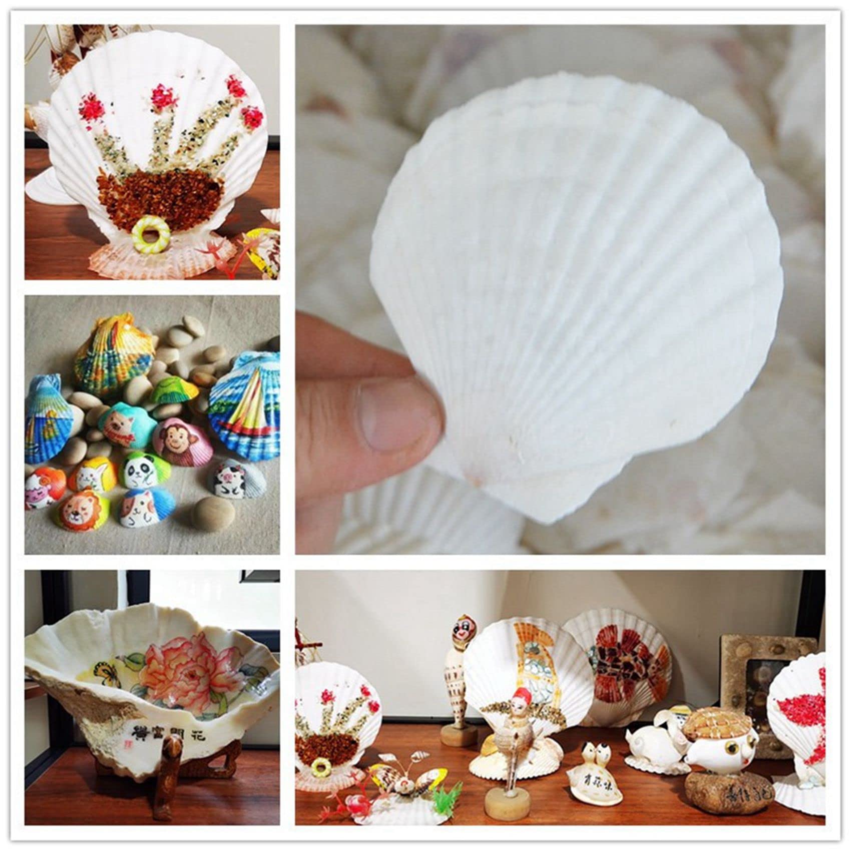 Wuden 50Pcs Natural Scallop Shell, Special for Handmade DIY Production Handmade DIY Coloring Shell