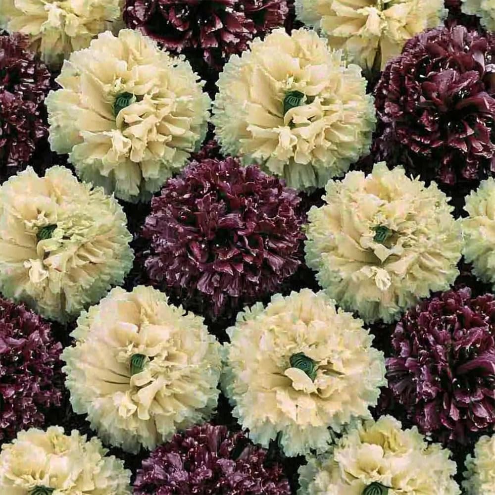 Poppy Irish Velvet Seeds – Smooth & Creamy, Fun to Grow – Hardy Annual – for Your Beautiful Garden