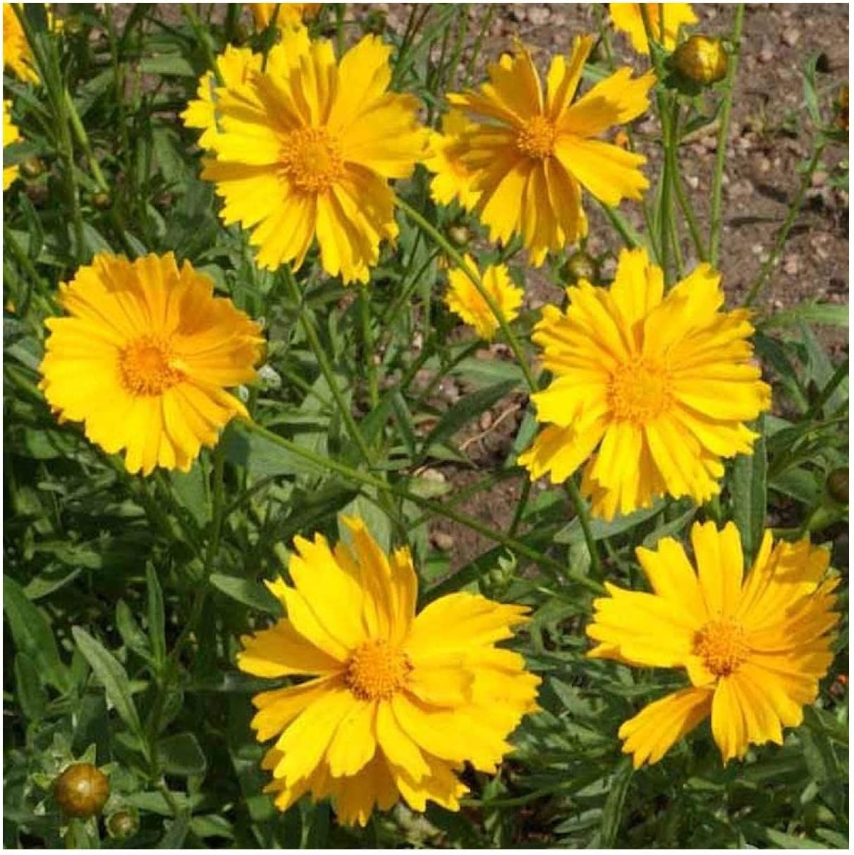 Everwilde Farms - 1 Lb Dwarf Lance-Leaved Coreopsis Native Wildflower Seeds - Gold Vault