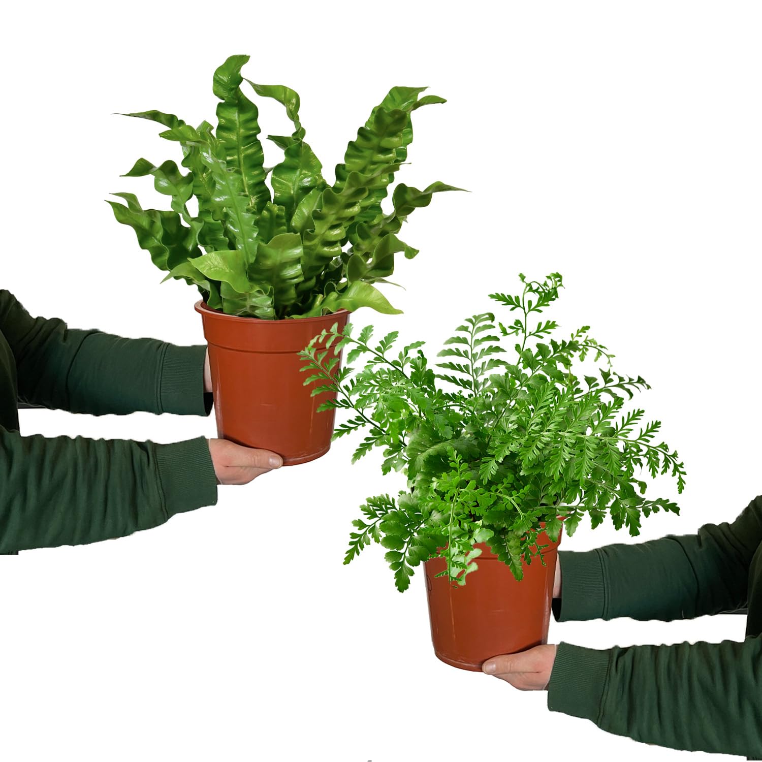 Zimmerpflanze Nestfarn Duo | 2er Farn-Set mit Asplenium nidus & parvati im 10,5–12 cm Topf | pflegeleicht & ungiftig | tropische Pflanzen für Bad, Schlafzimmer & Katzenfreunde | Green Me Up
