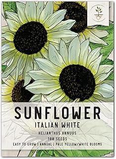 Seed Needs, Italian White Sunflower Seeds for Planting (Helianthus annuus) Single Package of 180 Seeds - Heirloom, Non-GMO...
