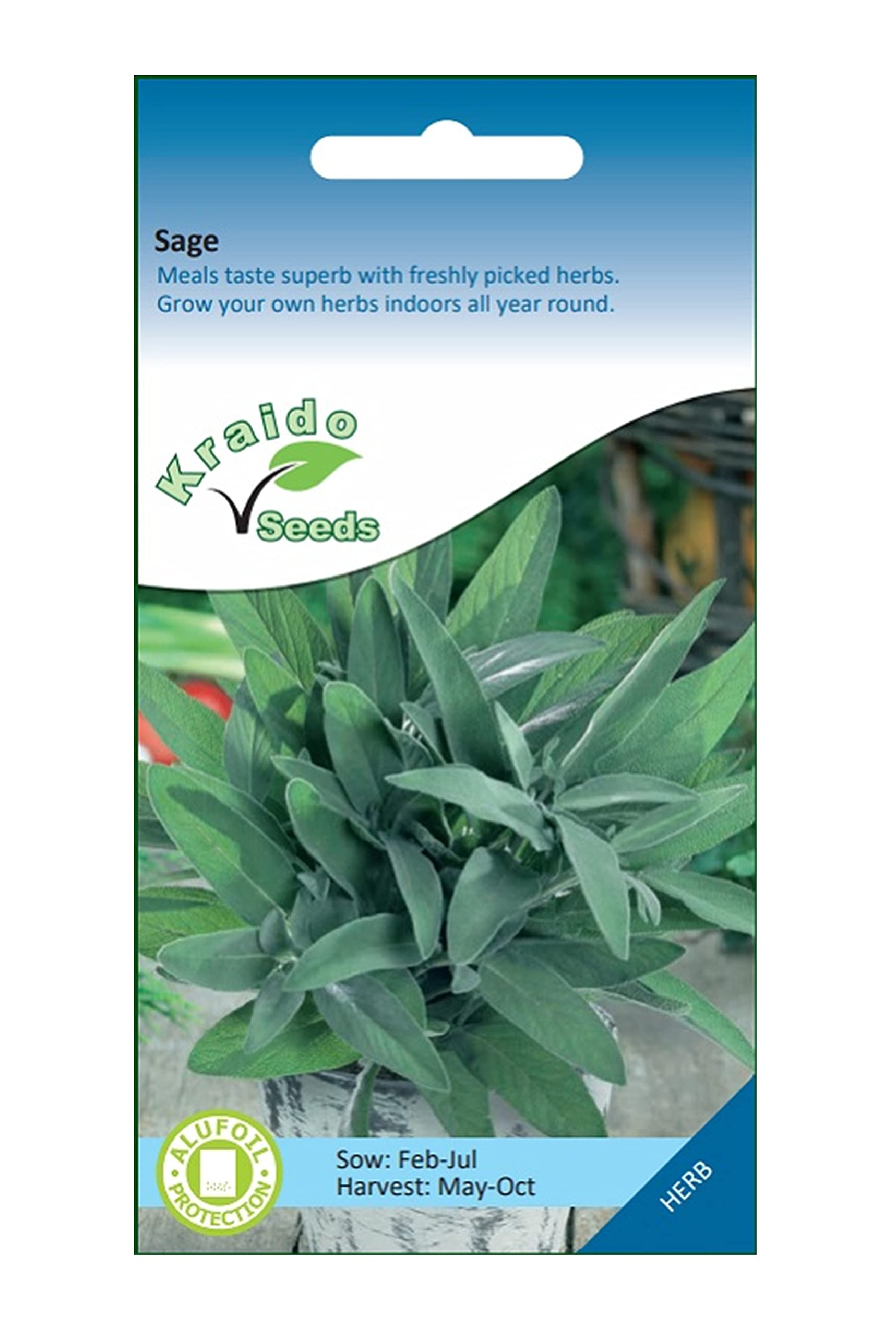 Sage Herb 200 Seeds Salvia Officinalis, Grow Your Own Herb Garden Indoors on a Windowsill or Outdoors in Pots and Containers