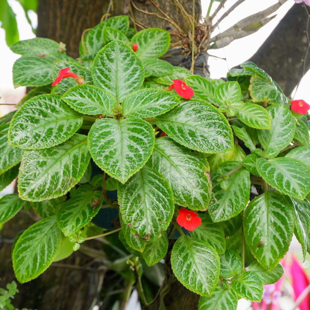 Hybrid Flame Violet Ornamental Plant (Episcia cupreata, Hybrid