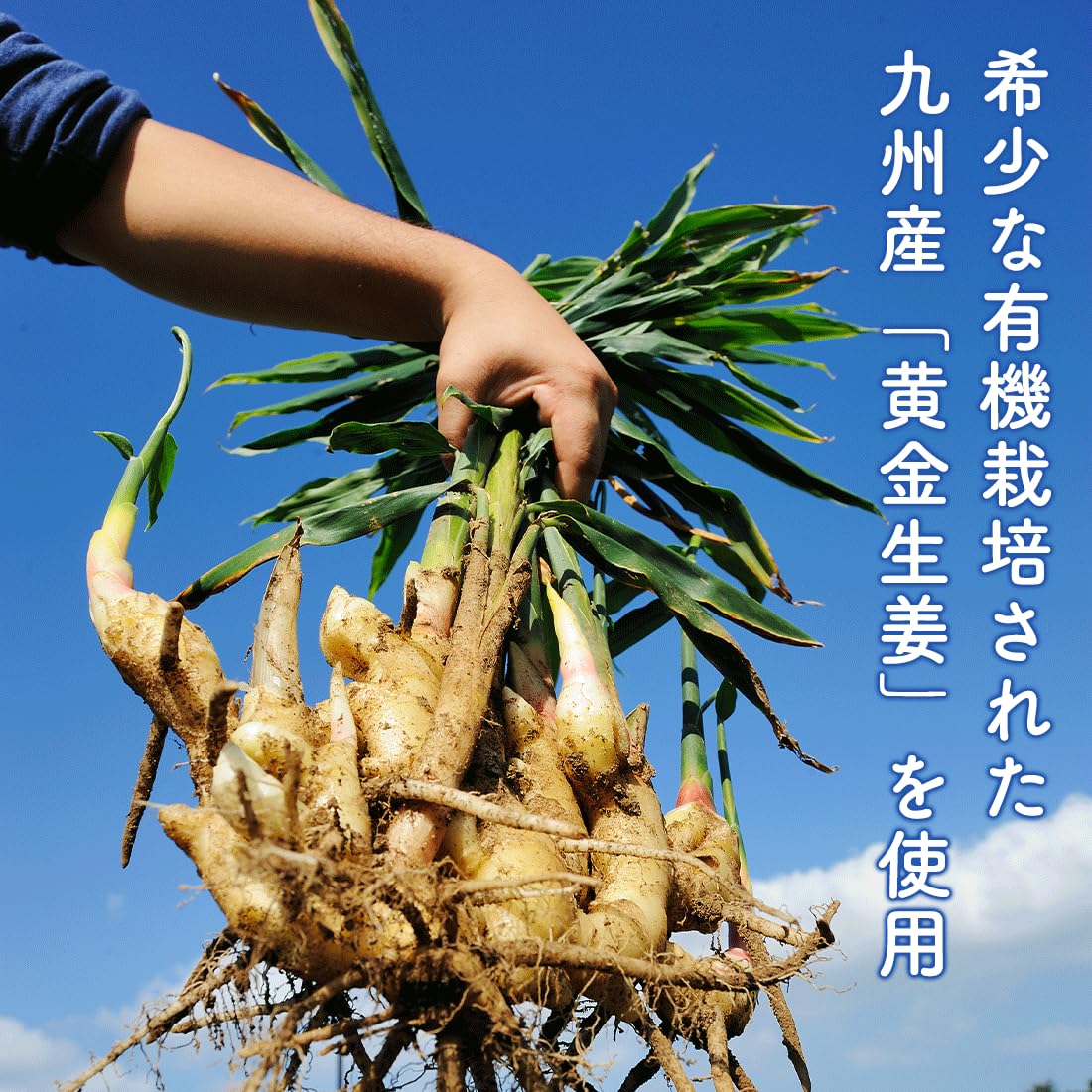 健康家族　にんにく生姜 にんにく生姜（90粒入） | 【公式】健康家族 通販サイト