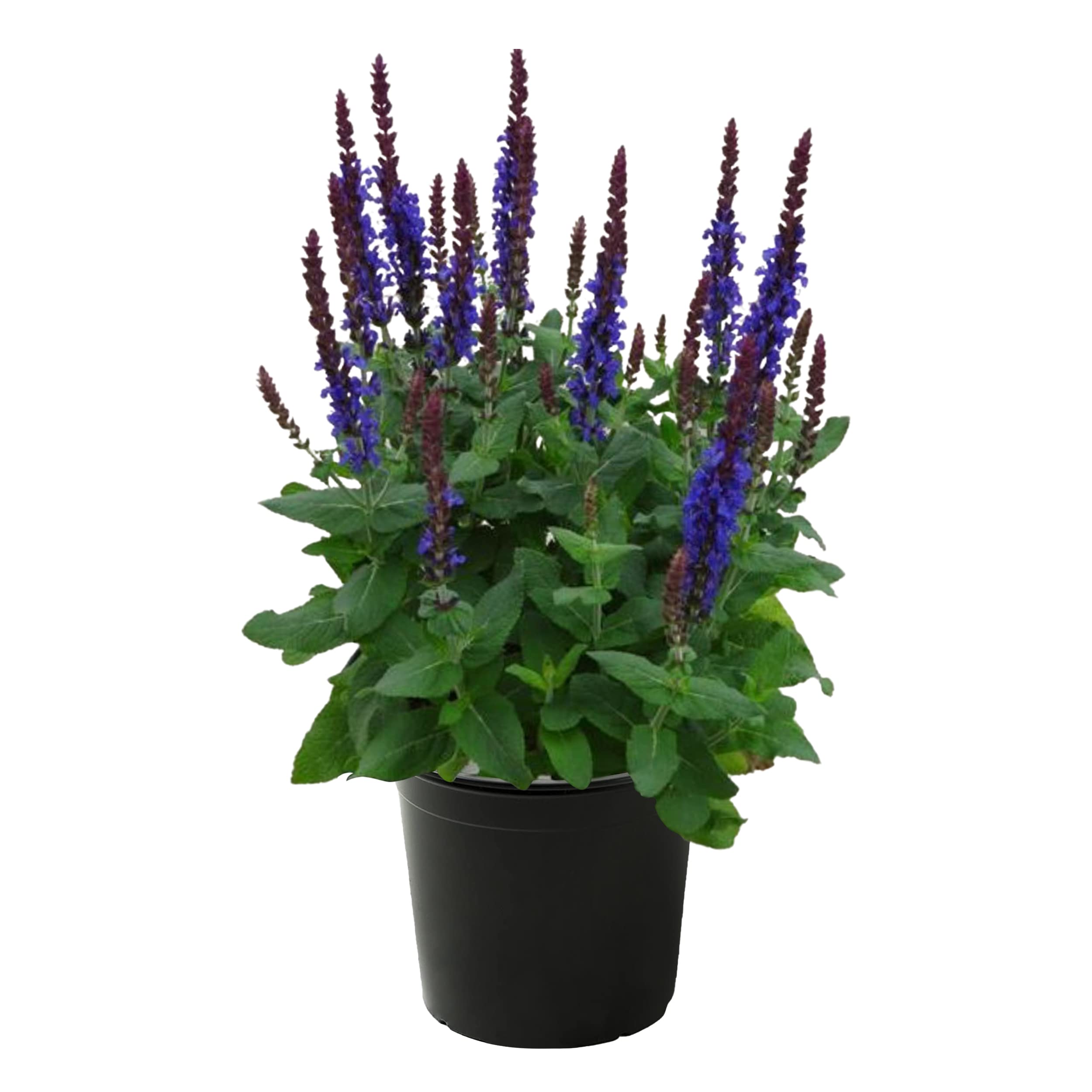 Live Salvia Blue 2.5 Qt Pot