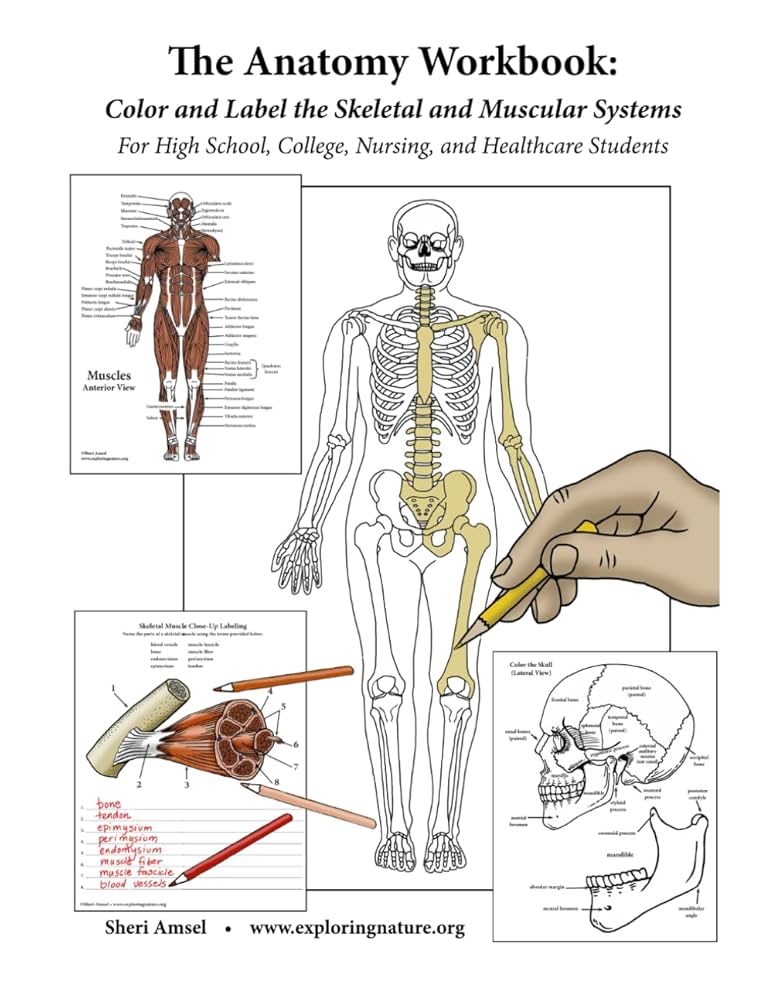 the-anatomy-workbook-color-and-label-the-skeletal-and-muscular-systems-for-high-school-college-nursing-and-healthcare-students-the-anatomy-workbooks-amsel-sheri-9798870613246-amazon-com-books for Free Printable Human Anatomy Diagrams The Anatomy Workbook: Color and Label the Skeletal and Muscular Systems: For High School, College, Nursing, and Healthcare Students (The Anatomy Workbooks): Amsel, Sheri: 9798870613246: Amazon.com: Books for Free Printable Human Anatomy Diagrams