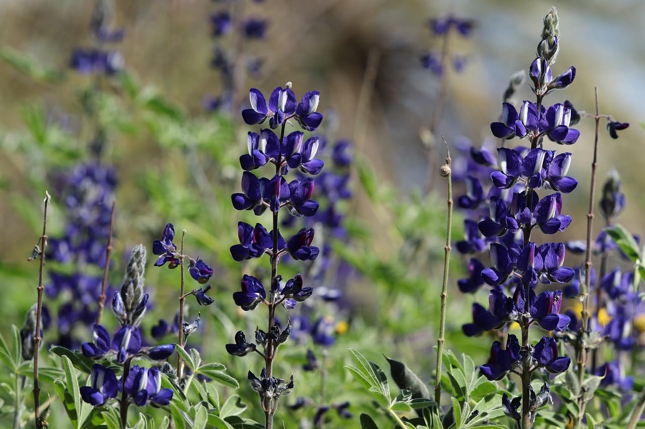 Blue Lupinus. Type of Wildflower Flower Seeds for Garden or Indoor - Green Manure - Popular with Pollinators, angustifolius,Wildflower Seeds UK 100 Gram