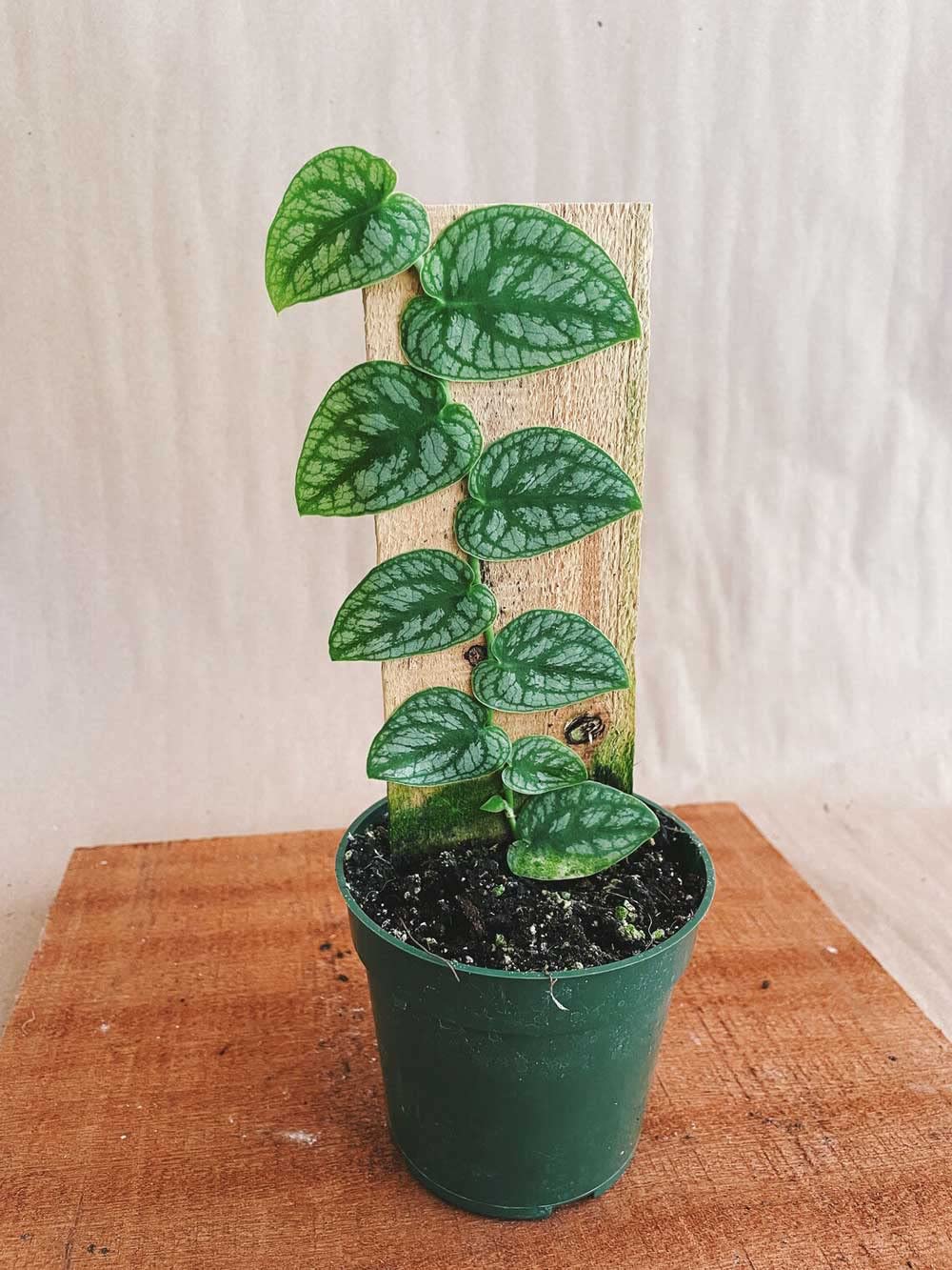 Mphmi Plant NCR Live Monstera dubia - Plant (B0CGP2NSMM) Amazon Price History, Amazon Price Tracker